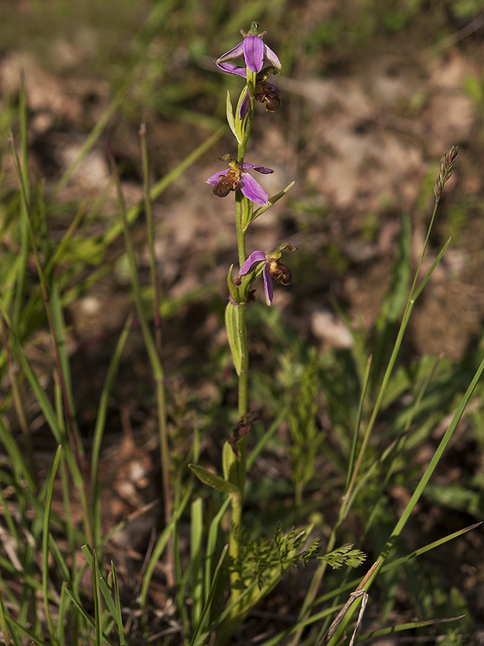 Ophrys apifera